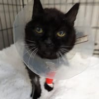 Bella, kotka do adopcji