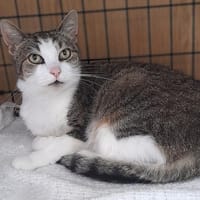Selena, kotka do adopcji