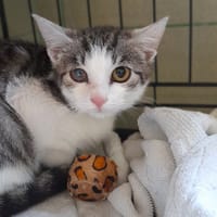 Mandarynka, kotka do adopcji