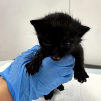 Jagódka, kotka do adopcji
