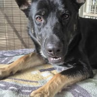 Lucek, pies do adopcji
