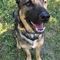 Fenek, pies do adopcji