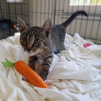 Brokat, kot do adopcji