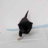 Kubuś, kot do adopcji