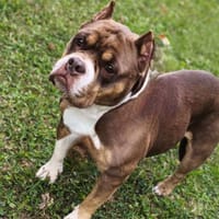 Djayah CAA13998, chienne à adopter