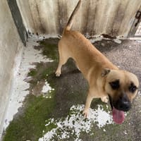 TOMMEN, chien à adopter