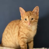TURQUOISE et OPALE, chatte à adopter