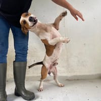 TYRION, chien à adopter