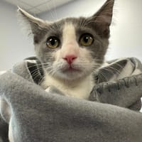 GRANY, chat à adopter