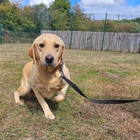 RANA PAA22988, chienne à adopter