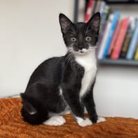 coquette (réservée), chatte à adopter