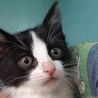 Ayina, chatte à adopter