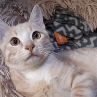 Totem, chat à adopter