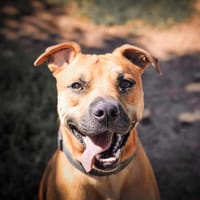 Figaro dit Boule, chien à adopter
