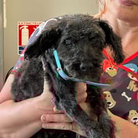 BEMOL, chien à adopter