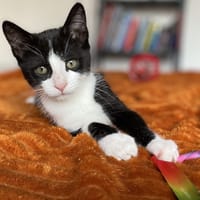 gentil, chatte à adopter