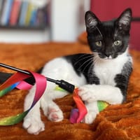 Jolie (réservée), chatte à adopter