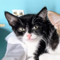 ORIGANA, chatte à adopter