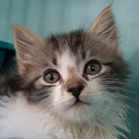 Ayatu, chat à adopter