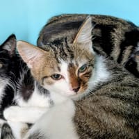 MELISSE, chatte à adopter