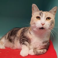 IKEA CHA, chatte à adopter