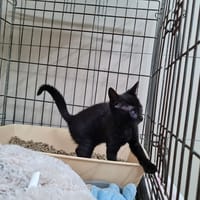IRIS, chatte à adopter