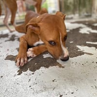 JAIMY, chien à adopter