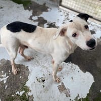 FELIX, chien à adopter