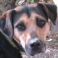 AYLA, chienne à adopter