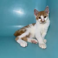 WAAF, chat à adopter