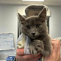 GRIPSOU, chat à adopter
