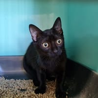 CHACHOU, chat à adopter