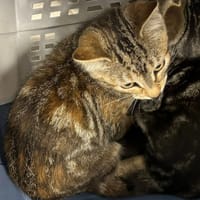 TULIPE, chatte à adopter