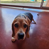 PAA22986 OPIE, chienne à adopter