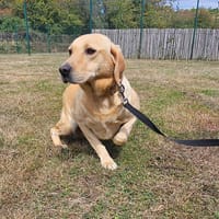 PAA22993 UTO, chien à adopter