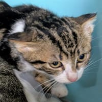 BASILIC, chat à adopter