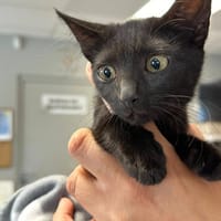 TIKA, chatte à adopter