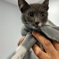TOUKO, chat à adopter