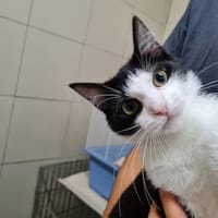 MYOSOTIS, chatte à adopter