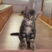 Monarque, chat à adopter
