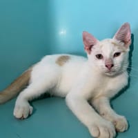 WOOF, chat à adopter