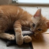 Machaon, chat à adopter