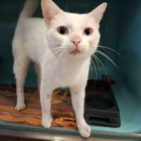 Blanco, chat à adopter