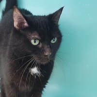 CASTORAMA CHA, chatte à adopter