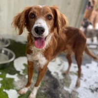 DALILA, chienne à adopter