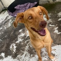 NOISETTE, chienne à adopter