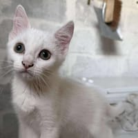 WINTER, chatte à adopter