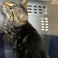 LILA, chatte à adopter