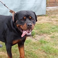 VOLF, chien à adopter