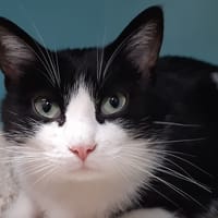 Otto, chat à adopter